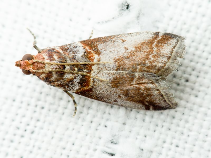 Acrobasis advenella (Zincken, 1818)